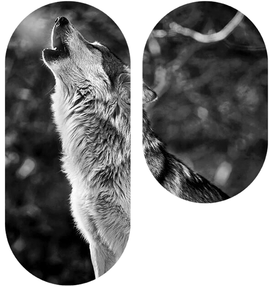 Услуги Vindict для онлайн бизнеса